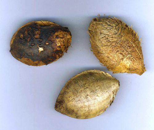 Keimfähige TERMINALIA Catappa-Samen zur Selbstaufzucht eines Sandmandel-Baums