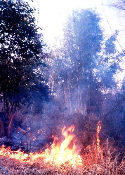 Durch Glasscherben entstehen in der Trockenzeit häufig Buschbrände,... dieser Gefahr sind besonders die Jungbäume ausgesetzt...\\n\\n07.06.2015 17:23