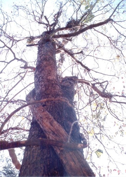 Dieser ehrwürdige alte Arurabaum ist ein leider seltener Anblick...und ein beliebter Wirt für Lianen und Baumfarne...\\n\\n07.06.2015 14:21