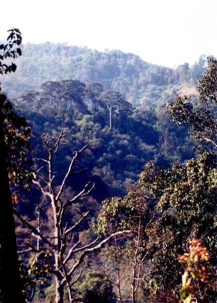 Ein leider nur noch in Resten vorhandener intakter Primärwald im Schutzgebiet birgt gelegentliche Vorkommen von Myrobalanbäumen...Eine Chance, dass Wildtiere von dort Samen einschleppen !\\n\\n07.06.2015 13:20