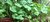 "Froschblatt" Mandukarpani,  „Hirnkraut“ Centella asiatica, lebende Pflanze mit Erde