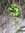 "Froschblatt" Mandukarpani,  „Hirnkraut“ Centella asiatica, lebende Pflanze mit Erde