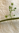 Amrita - die " Unsterbliche" - Die Mondsamen-Liane - Tinospora cordifolia - lebendiger Setzling
