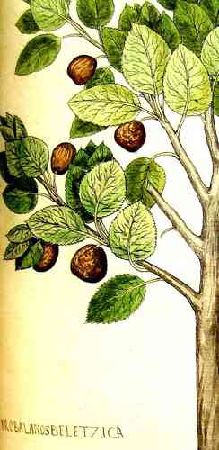 Barura Myrobalan - ganze Frucht von Terminalia bellerica - Rohware ! UnGEMAHLEN