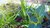 Durva-Gras Ableger - Cynodon dactylon - Das "Haar von Mutter Erde" lebendiger Setzling