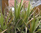 Aloe - Ableger , chemiefrei gewachsene Aloë vera Jungpflanze, Ghrita Kumari („Jungfrauen-Salbe“)