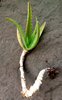 Aloë vera, erwachsene Pflanze, älter als 10 Jahre, mit mind. 10 cm Stamm