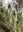 Getrocknete Kap- Lavendel - Blüten (Lavandula stoechas L.) 20 g
