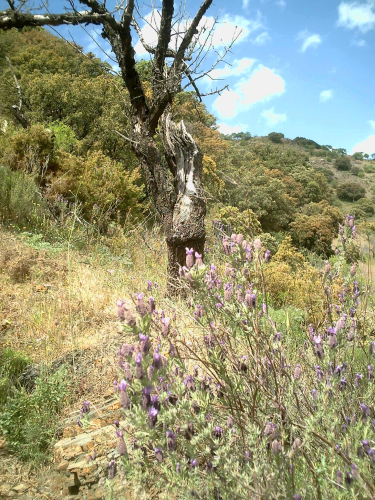 Getrocknete Kap- Lavendel - Blüten (Lavandula stoechas L.) 20 g