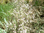 Getrockneter wilder Thymian (Thymus vulgaris) aus Wildsammlung