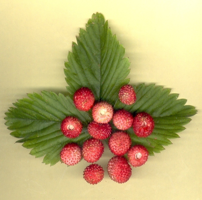 Wilde rote Wald-Erdbeere, lebendiger Setzling, Fragaria vesca