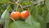 Wilder Süsskirschen-Baum Setzling - Amsel - und Meisen- Magnet