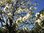 Wilder Süßkirschen-Baum Setzling - Amsel - und Meisen- Magnet