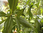 Lebende ECLIPTA Jungpflanze "Bringha-Raja" Keimling für Anzucht "Haarkraut" - Eclipta alba