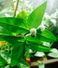 Lebende ECLIPTA Jungpflanze "Bringha-Raja" Keimling für Anzucht "Haarkraut" - Eclipta alba
