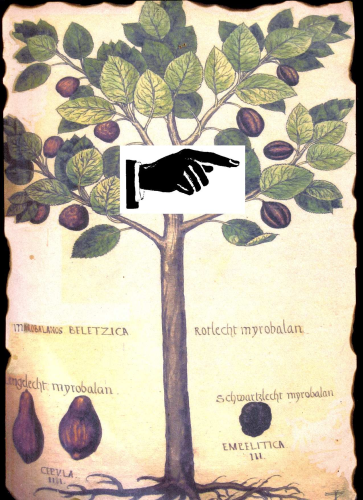Myrobalan – Faksimile - Kunstdruck und Texte der ältesten, korrekten Darstellung des Baums um 1550