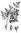 "Meerettichbaum" - ganze Rinden-Stücke von Moringa oleifera, dem Trommelstockbaum