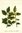 Ilex aquifolium Setzling - heimischer Ilexstrauch Stechpalme European Holly