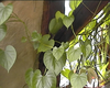 GUDUCHI - Tinospora cordifolia  – Stamm, getrocknet und pulverisiert