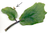 "Lebenspflanze" das keimfähige Blatt der "Goethe Pflanze" Kalanchoe pinnata - 2 frische Blätter