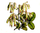 "Lebenspflanze" das keimfähige Blatt der "Goethe Pflanze" Kalanchoe pinnata - 2 frische Blätter