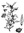 Bringha-raja "Haarkraut" Eclipta alba - Kraut, geschnitten, - 10 g