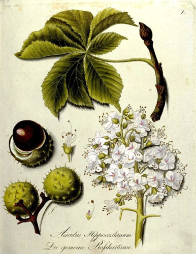 Ross Kastanien Blüten ( Aesculus hippocastanum ) für Tinkturbereitung