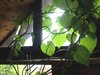 Amrita - die " Unsterbliche" - Die Mondsamen-Liane - Tinospora  - fertig bewurzelte Pflanze