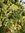 Wacholder - Frisch geernteter Zweig mit vielen grünen Wacholderbeeren, Juniperus communis
