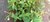 Epilobium - wildes heimisches, "Berg-Weidenröschen" Weiderich-- fertig bewurzelte Pflanze