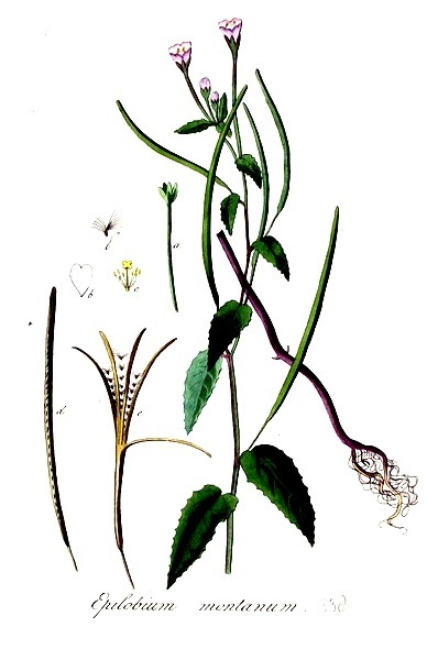 Epilobium - wildes heimisches, "Berg-Weidenröschen" Weiderich-- fertig bewurzelte Pflanze