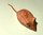 " Maus" niedliche Miniatur aus Hibiscus Holz geschnitzt