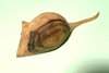 " Maus" niedliche Miniatur aus Hibiscus Holz geschnitzt
