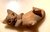 "Spielendes Baby-Kätzchen " auf dem Rücken liegende Katzen- Miniatur aus "Krokodil"- Holz geschnitzt