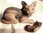 Katze, naturgetreu aus Hibiscus - Holz geschnitzt, mit besonders schöner Naturmaserung
