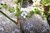 "Brahmi" -Kraut "Nr.1"  -  Bacopa monnieri - bewurzelter Ableger zum Einpflanzen