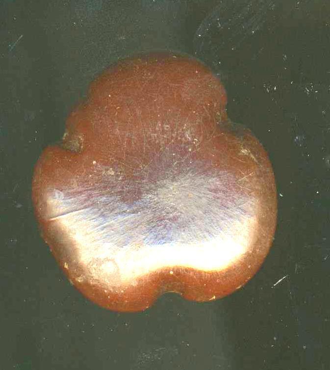 "Gugo" Riesenlianen-Samen in seltener gekerbter Form