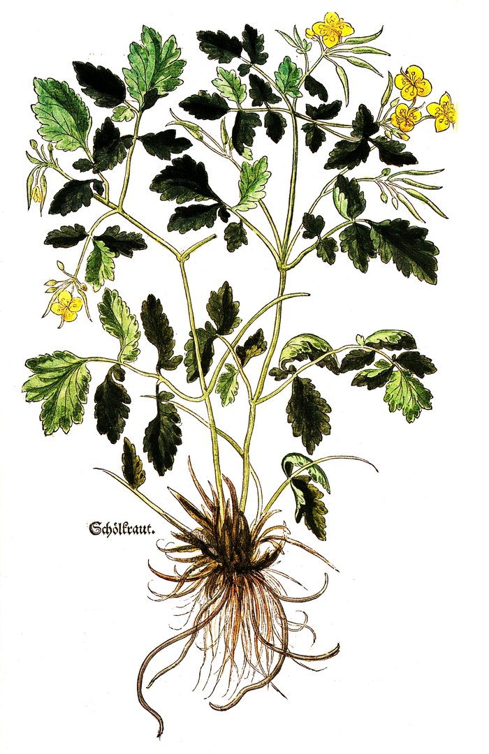 Frische, wilde Chelidonia - Schwalbenwurz / Schöllkraut - Pflanze (Chelidonium majus)