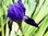 "VEILCHENWURZ" Iris sylvestris - Pflanze / Wurzelsegment zum Eingraben - winterhart