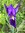 "VEILCHENWURZ" Iris sylvestris - Pflanze / Wurzelsegment zum Eingraben - winterhart