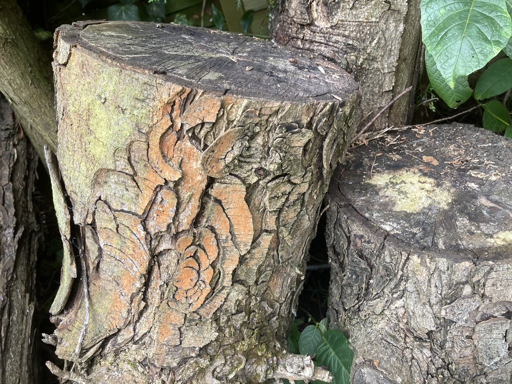 Ross Kastanien Baum - Holz zum Schnitzen  (Aesculus hippocastanum)