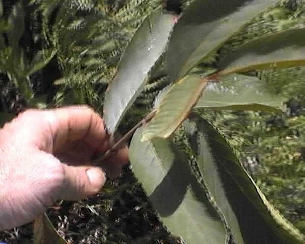 Terminalia chebula (Arura-Baum) etwa 5 Jahre alt, konnte sich bisher im Wald behaupten...\\n\\n06.06.2015 18:47