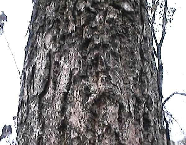 Dieser Arurabaum von ca. 40 cm Dicke ist etwa 200 Jahre alt...\\n\\n07.06.2015 12:46
