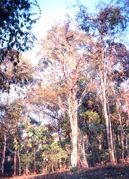 ...alter Arurabaum am Ende der Trockenzeit fast kahl...- der hat bestimmt schon manches Unterholzfeuer überlebt...\\n\\n07.06.2015 17:25